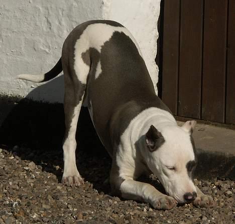 Amerikansk staffordshire terrier Icewood EZ Blue Baby Girl - Rest in Peace <3 billede 15