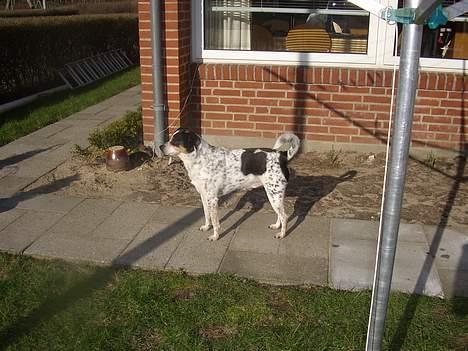 Dansk svensk gaardhund Lucky billede 13