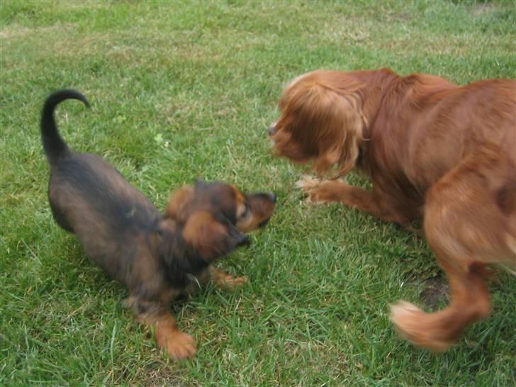 Cavalier king charles spaniel Düchess  [Himmelhunden] - Lige lidt flere bank..... Til Düchess hehe billede 6