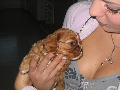 Cavalier king charles spaniel Düchess  [Himmelhunden] - "Kærlighed ved første blik" Første gang vi var ovre og se hende ved Kennel Chikabee i odense. Vi reserverede hende selvfølgelig med det samme. billede 7