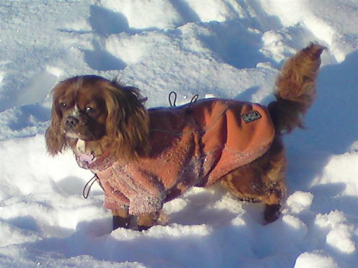 Cavalier king charles spaniel Düchess  [Himmelhunden] - Vinteren 2010 billede 8