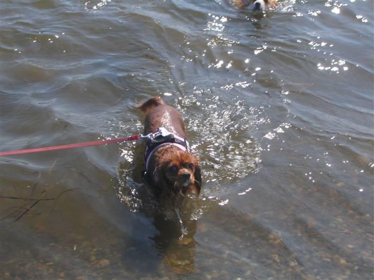 Cavalier king charles spaniel Düchess  [Himmelhunden] - Wee kommer lige op igen.... :D billede 9