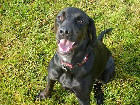 Blanding af racer Zita   (desværre død) billede 1