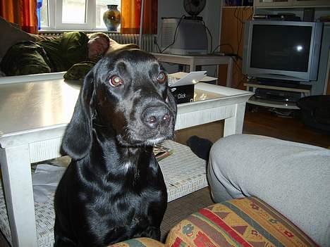 Blanding af racer Zita   (desværre død) billede 2