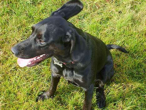 Blanding af racer Zita   (desværre død) billede 3