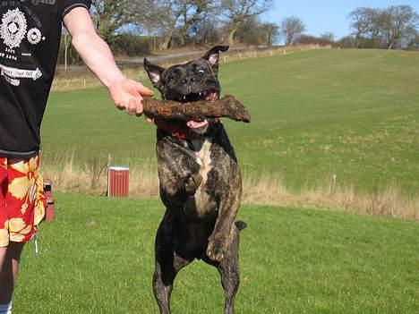 Dogo canario Gucci billede 12