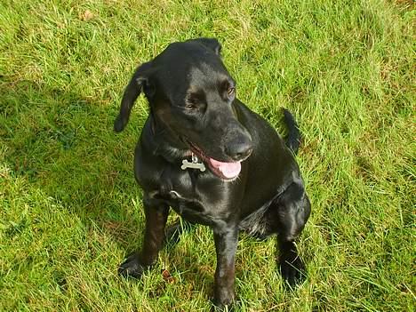 Blanding af racer Zita   (desværre død) billede 4