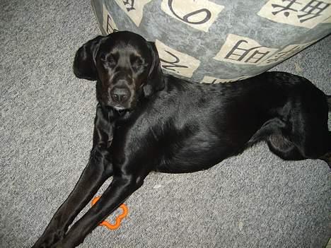 Blanding af racer Zita   (desværre død) billede 5