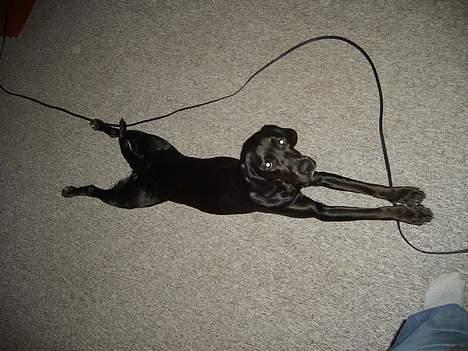 Blanding af racer Zita   (desværre død) billede 6