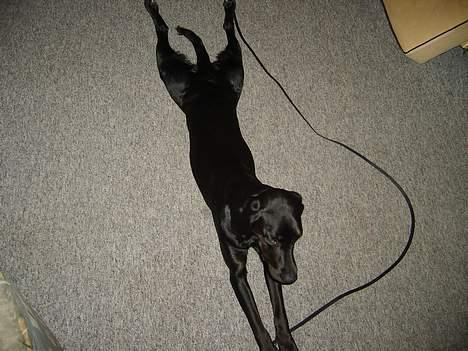 Blanding af racer Zita   (desværre død) billede 7