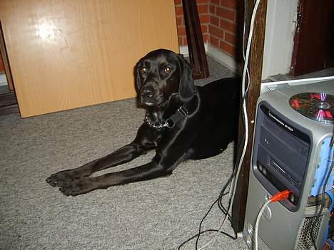 Blanding af racer Zita   (desværre død) billede 8