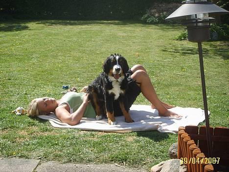 Berner sennenhund Figo - Figo og Faster i solen billede 13