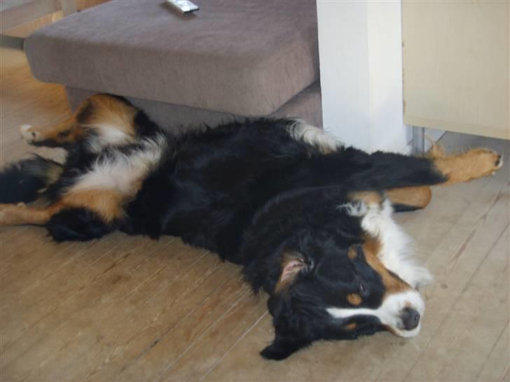 Berner sennenhund Figo - Er Berner kan ligge på den mest mærkelige måde. billede 14