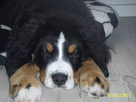 Berner sennenhund Figo - Meget træt Figo billede 15