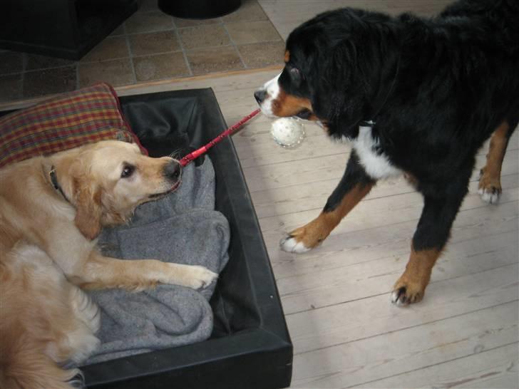 Berner sennenhund Figo - Så er der Tovtrækning. billede 16