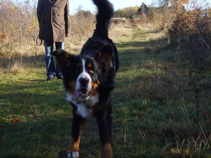 Berner sennenhund Figo - "Jeg passer på mit kødben" billede 17