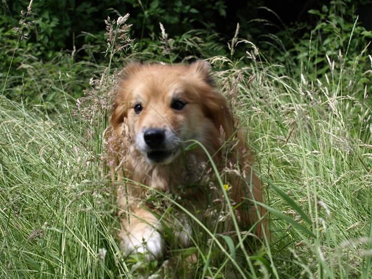 Islandsk fårehund Flóki - Tukki springer i det høje græs [taget af mig] billede 3
