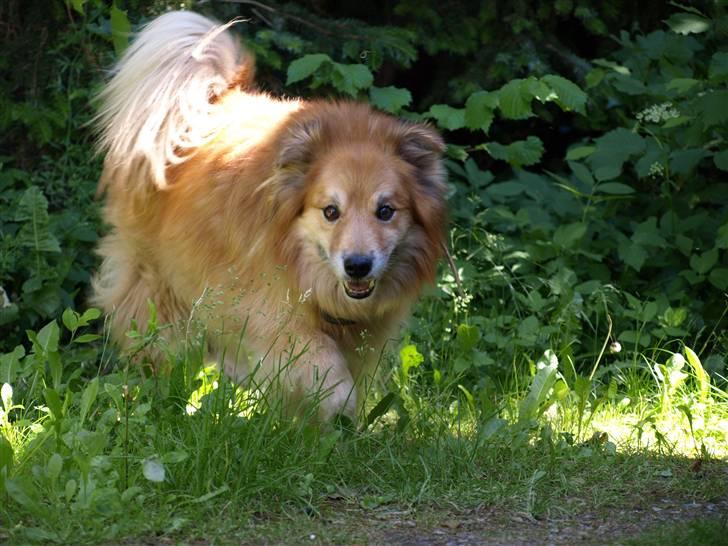 Islandsk fårehund Flóki - Tukki er på vej over til mig [taget af mig] billede 4