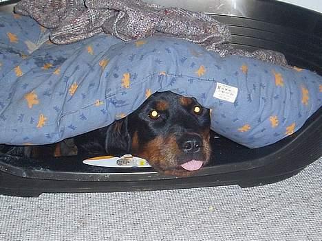 Blanding af racer Sussie R.I.P.  - hæhæhæ.. I kan ikke finde miiig *pppffrr* billede 1