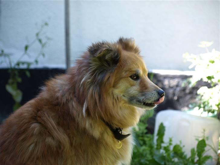 Islandsk fårehund Flóki - Tukki slikker sig om munden. Han er dejlig min lille hund! [taget af mig] billede 5