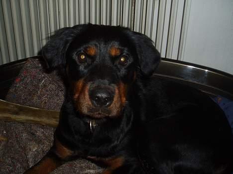 Blanding af racer Sussie R.I.P.  - Smuksakken Sussie :o) billede 2