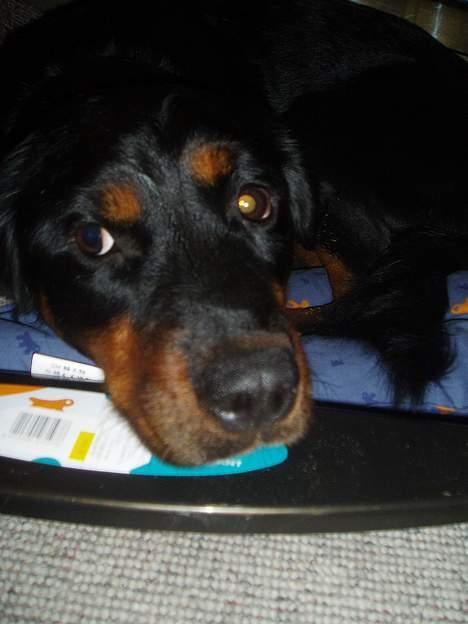 Blanding af racer Sussie R.I.P.  - hrm.. keeeeder miiiig  billede 3