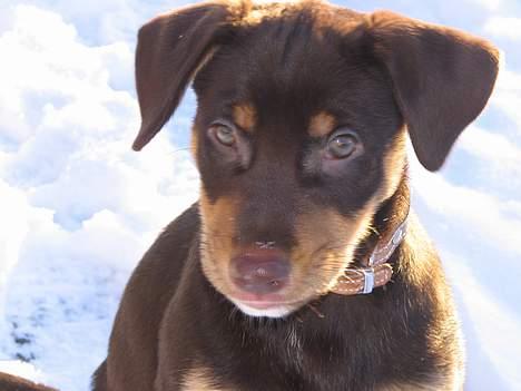 Blanding af racer Bailey billede 11