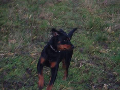 Blanding af racer Sussie R.I.P.  - huHEJ hvor det går.. weee :o) billede 4