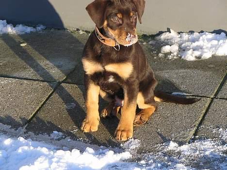 Blanding af racer Bailey - Har lige leget narkohund, og er lidt svimmel ;-) billede 12