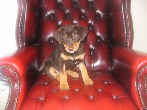 Blanding af racer Bailey billede 13