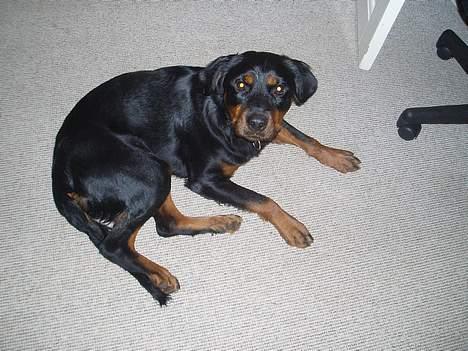 Blanding af racer Sussie R.I.P.  - Så dejlig er JEG bare :o) billede 5