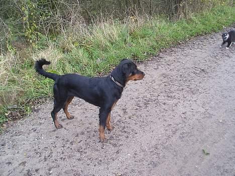 Blanding af racer Sussie R.I.P.  - HOV!! hvad var det jeg så?  billede 6