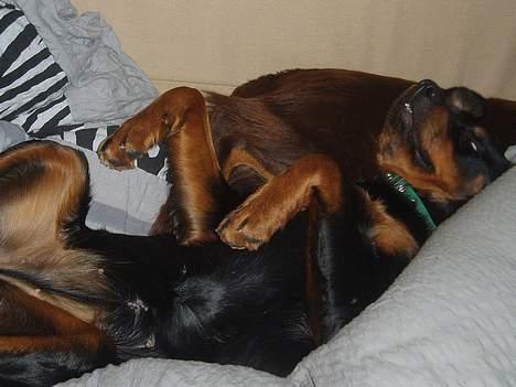 Blanding af racer Sussie R.I.P.  - ZZzzzZZzZZzzZz *smask smask* billede 7