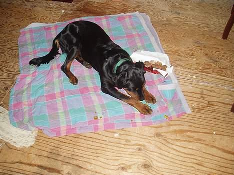 Blanding af racer Sussie R.I.P.  - NammeNam.. det guf det her :o) billede 8