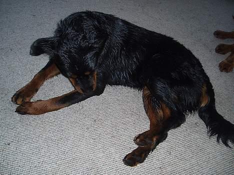 Blanding af racer Sussie R.I.P.  - Hmm.. gad vide om jeg bliver mere tør hvis jeg slikker og savler på mig selv?  billede 9