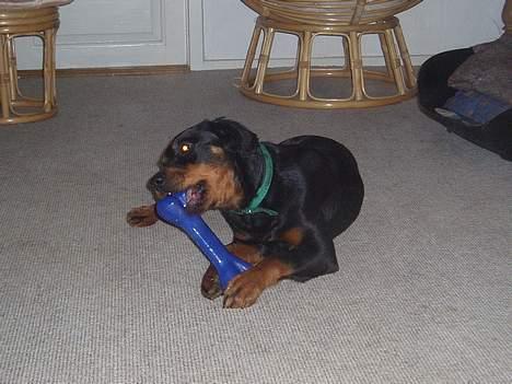 Blanding af racer Sussie R.I.P.  - Verdens BEDSTE tygge ben.. naaaam! billede 10