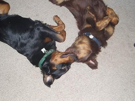 Blanding af racer Sussie R.I.P.  - Sussie og hendes tidligere kammelegerat/sambo - Mille. billede 11