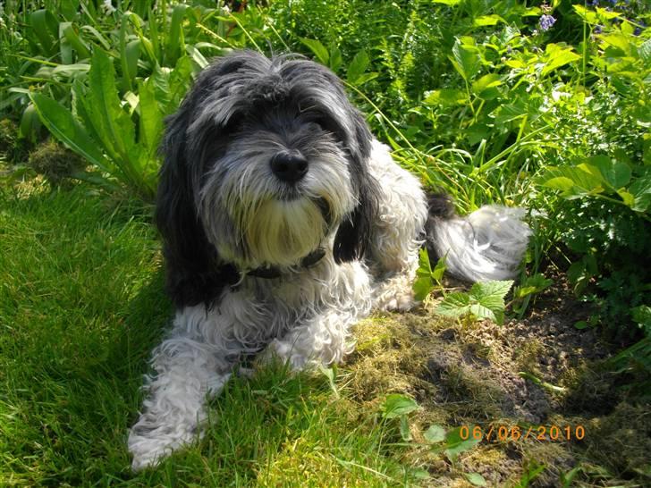 Løwchen Max - Marts 2007 billede 3