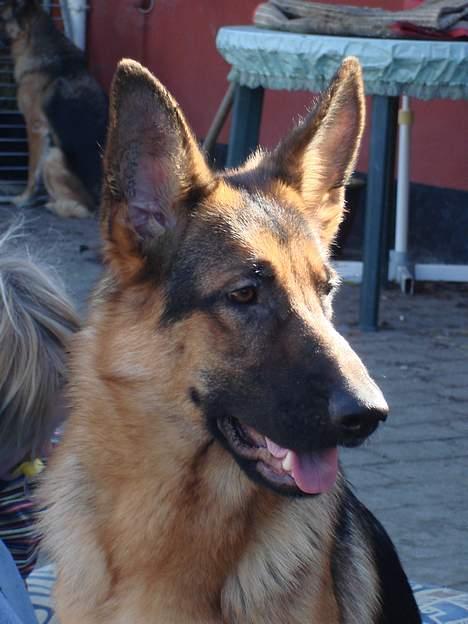 Schæferhund Sonto´s Oline - Sonto´s Oline den 12-3-07  billede 1