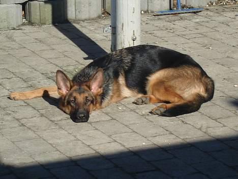 Schæferhund Sonto´s Oline - Oline nyder det dejlige vejr :-) billede 2
