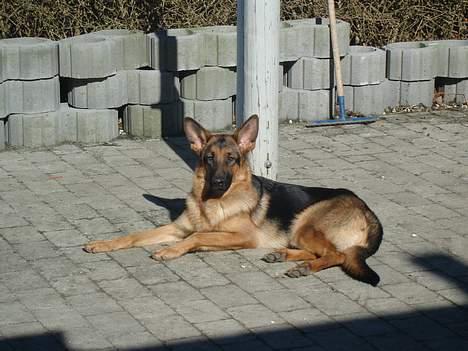 Schæferhund Sonto´s Oline - smukke Oline  den 12-3-07 12 måneder gammel billede 3