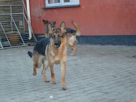 Schæferhund Sonto´s Oline - dejlig opmærksom :-) billede 4