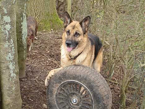 Schæferhund Yascho - Yascho og hans BMW fælg billede 2