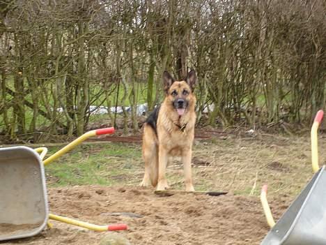 Schæferhund Yascho billede 3