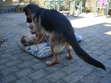 Schæferhund Sonto´s Oline - Oline tumler med Stella :-) de er bare så gode venner billede 5