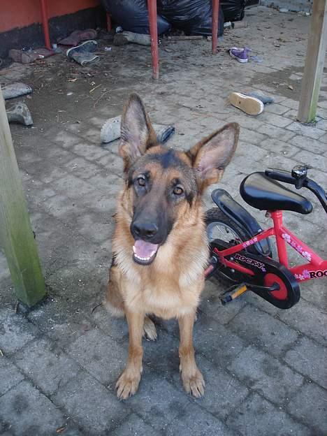 Schæferhund Sonto´s Oline - hva så  havd har du gang i  ser de ud til at Oline tænker :-) billede 6