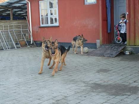 Schæferhund Sonto´s Oline - Oline i front :-) hun leger her med Sonto´s Pingo og gammle Drude billede 7