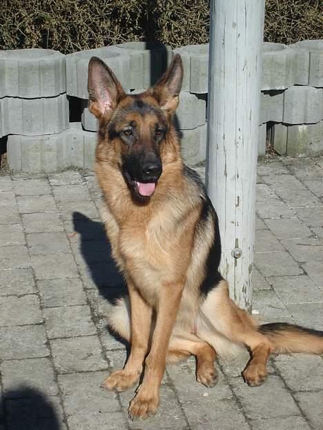 Schæferhund Sonto´s Oline - Hun er da en smuk lille dame ik ??? :-) billede 8