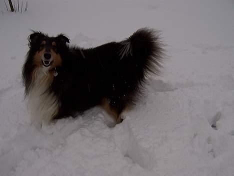 Collie langhåret Sheik - Wee jeg elsker sne!!!!!!! billede 14