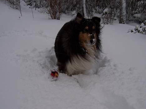 Collie langhåret Sheik - jo mere sne jo bedre........ :-) billede 15
